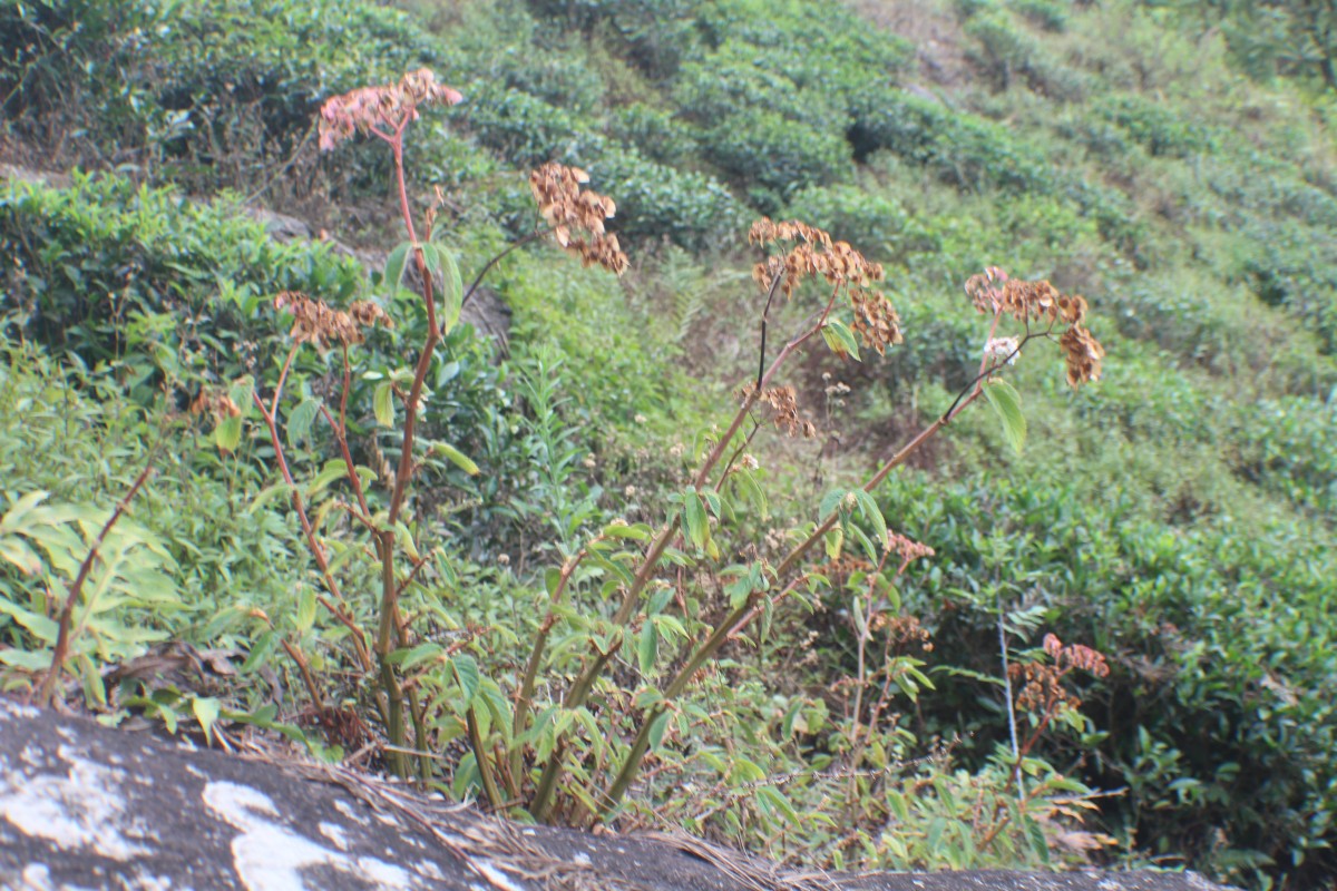 Begonia ulmifolia Willd.